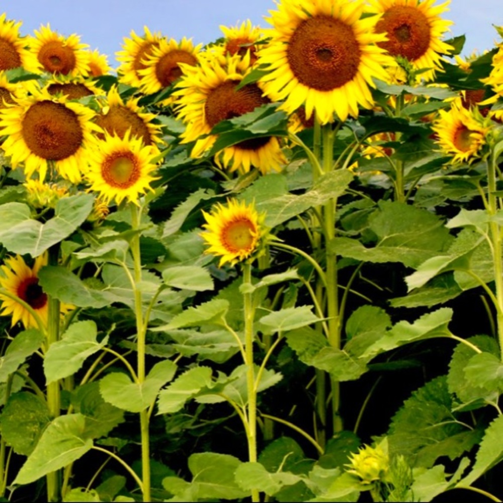 Meet your Posher, Abbie